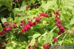 Photo: Chenopodium capitatum 3.