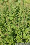 Photo: Chenopodium bonus-henricus 5.