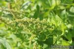 Photo: Chenopodium bonus-henricus 8.