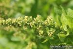 Photo: Chenopodium bonus-henricus 9.