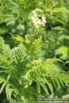 Photo: Chaerophyllum aureum 1.