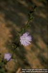 Photo: Cichorium intybus 3.