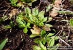 Photo: Cichorium intybus 5.