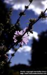 Photo: Cichorium intybus 7.