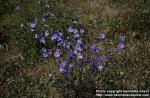 Photo: Cichorium intybus.