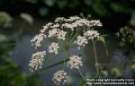 Photo: Cicuta virosa 2.