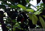 Photo: Cinnamomum aromaticum 1.