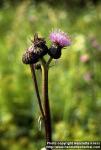 Photo: Cirsium arvense 2.