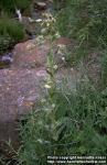 Photo: Cirsium remotifolium.