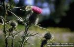 Photo: Cirsium vulgare 3.