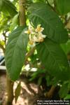 Photo: Citrus medica 1.