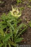 Photo: Cirsium spinosissimum.