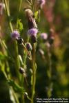 Photo: Cirsium arvense 4.