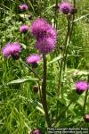 Photo: Cirsium helenioides 2.