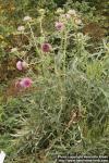 Photo: Cirsium eriophorum 3.