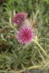 Photo: Cirsium eriophorum 4.