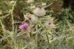 Photo: Cirsium eriophorum 5.