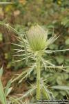 Photo: Cirsium eriophorum 7.