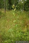 Photo: Cirsium oleraceum 2.