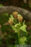 Photo: Cirsium oleraceum 4.