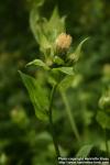 Photo: Cirsium oleraceum 6.