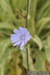 Photo: Cichorium intybus 17.