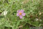 Photo: Cistus albidus 3.