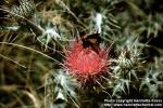 Photo: Cirsium.