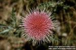 Photo: Cirsium 2.