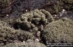 Photo: Cladonia.