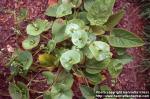 Photo: Claytonia perfoliata 1.