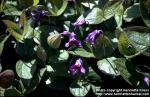 Photo: Clematis integrifolia 6.