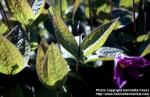 Photo: Clematis integrifolia 7.