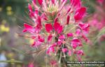 Photo: Cleome hassleriana 3.