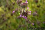 Photo: Clinopodium vulgare 1.