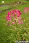 Photo: Cleome hassleriana 5.