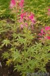 Photo: Cleome hassleriana 6.