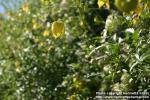 Photo: Clematis tangutica 2.