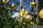 Photo: Clematis tangutica 3.