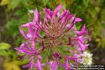 Photo: Cleome hassleriana 7.