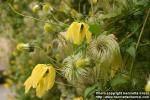 Photo: Clematis tangutica 5.