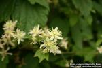 Photo: Clematis virginiana 3.