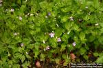 Photo: Claytonia sibirica.