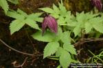 Photo: Clematis ochotensis.