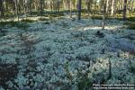 Photo: Cladonia 2.