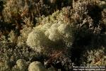 Photo: Cladonia 4.