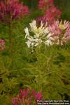 Photo: Cleome spinosa 2.