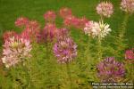 Photo: Cleome spinosa 3.