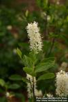 Photo: Clethra alnifolia 2.