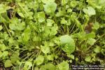 Photo: Claytonia perfoliata 3.